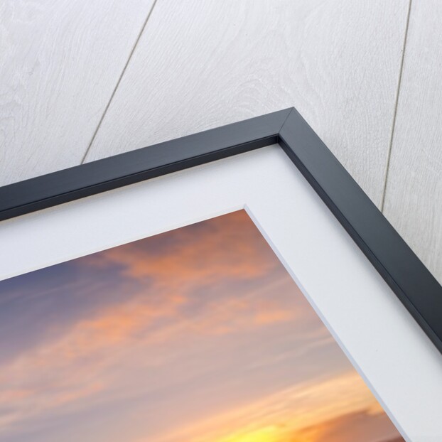 Single tree in meadow by Assaf Frank